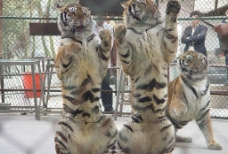 两只活泼的老虎图片