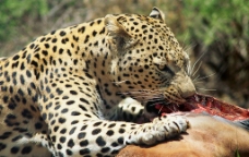猫科动物 豹捕食图片