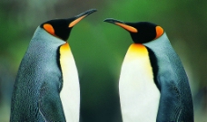 接吻的企鹅图片