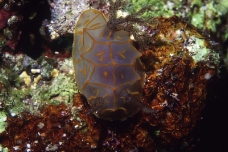 深海生物0048