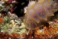 深海生物0055