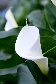 白色纯净花0071