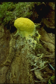 野生蘑菇0085