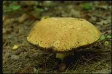 野生蘑菇0032