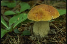 野生蘑菇0021