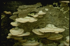 野生蘑菇0047
