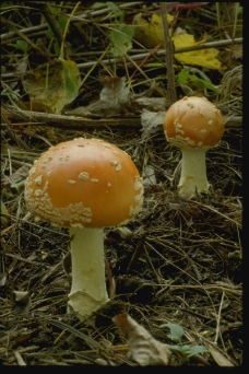 野生蘑菇0093