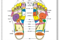 足部图人体足部反射区AI高清矢量图图片