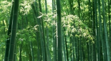 竹林深处  竹子图片