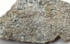 化石标本 石头图片