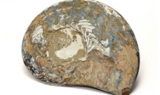 化石标本图片