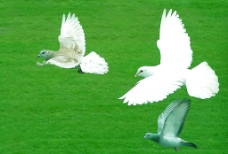 自由奔放的鸽子图片