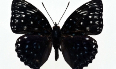 蝴蝶百科图片