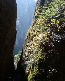 黄山风光图片