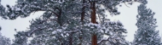 松树雪挂图片